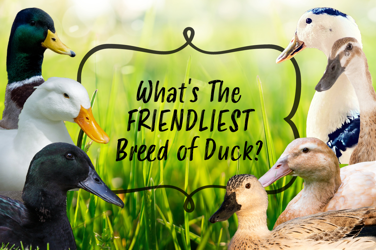 What's The Friendliest Breed of Duck?